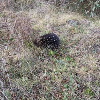 Tachyglossus aculeatus (Short-beaked Echidna) at Lower Cotter Catchment - 14 Jul 2021 by tjwells