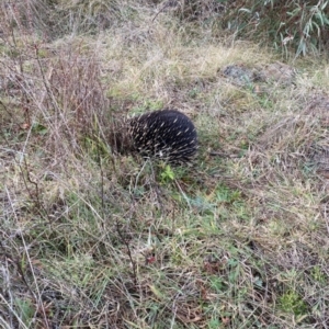 Tachyglossus aculeatus (Short-beaked Echidna) at Coree, ACT by tjwells