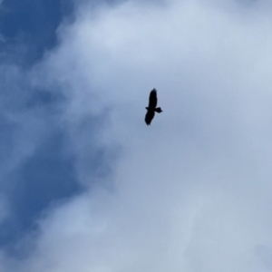 Aquila audax at Cotter River, ACT - 13 Aug 2022