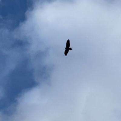 Aquila audax (Wedge-tailed Eagle) at Cotter River, ACT - 12 Aug 2022 by tjwells