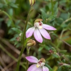 Caladenia carnea (Pink Fingers) at Crace, ACT - 28 Sep 2022 by Cmperman