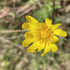 Microseris walteri (Yam Daisy, Murnong) at Bruce, ACT - 29 Sep 2022 by JVR