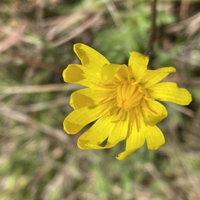 Microseris walteri (Yam Daisy, Murnong) at Bruce, ACT - 29 Sep 2022 by JVR