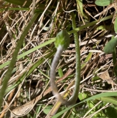 Microseris walteri at Bruce, ACT - 29 Sep 2022