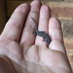 Christinus marmoratus (Southern Marbled Gecko) at Thurgoona, NSW - 28 Sep 2022 by ChrisAllen