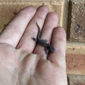 Christinus marmoratus at Thurgoona, NSW - 28 Sep 2022 02:16 PM