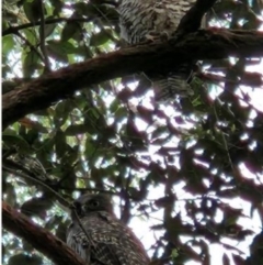 Ninox strenua (Powerful Owl) at Spring Hill, NSW - 26 Sep 2022 by wheeleh