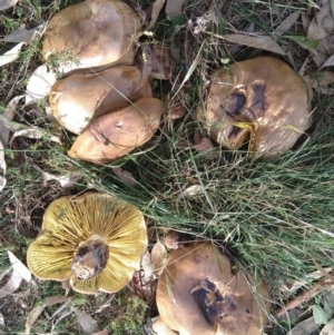 Phylloporus sp. at Symonston, ACT - 24 Mar 2022