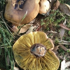 Phylloporus sp. at Symonston, ACT - 24 Mar 2022