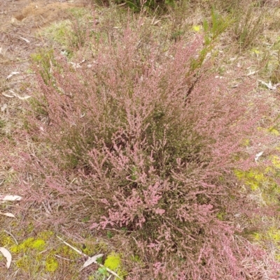 Leucopogon fletcheri subsp. brevisepalus at Sutton Street Crown Reserve Berrima - 29 Sep 2022 by Bluesky