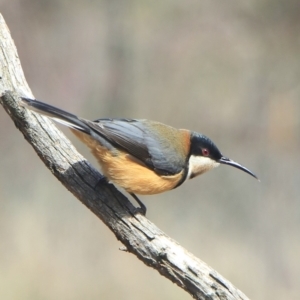 Acanthorhynchus tenuirostris at Gundaroo, NSW - 28 Sep 2022