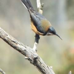 Acanthorhynchus tenuirostris at Gundaroo, NSW - 28 Sep 2022 11:08 AM