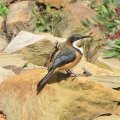 Acanthorhynchus tenuirostris at Gundaroo, NSW - 28 Sep 2022