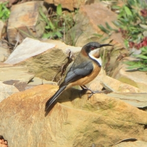 Acanthorhynchus tenuirostris at Gundaroo, NSW - 28 Sep 2022