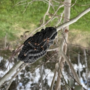 Perga sp. (genus) at Evatt, ACT - 29 Sep 2022