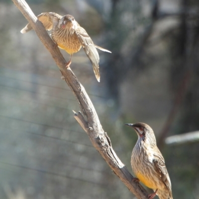 Anthochaera carunculata (Red Wattlebird) at Gundaroo, NSW - 28 Sep 2022 by Gunyijan