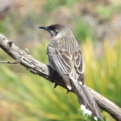 Anthochaera carunculata at Gundaroo, NSW - 28 Sep 2022