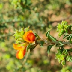 Pultenaea procumbens (Bush Pea) at Isaacs, ACT - 29 Sep 2022 by Mike