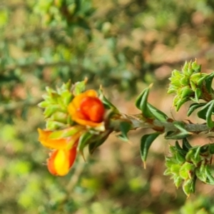 Pultenaea procumbens (TBC) at suppressed by Mike