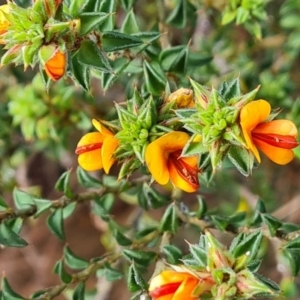 Pultenaea procumbens at Isaacs, ACT - 29 Sep 2022