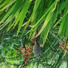 Caligavis chrysops (Yellow-faced Honeyeater) at Fowles St. Woodland, Weston - 29 Sep 2022 by AliceH