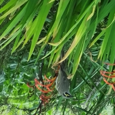 Caligavis chrysops (Yellow-faced Honeyeater) at Fowles St. Woodland, Weston - 29 Sep 2022 by AliceH