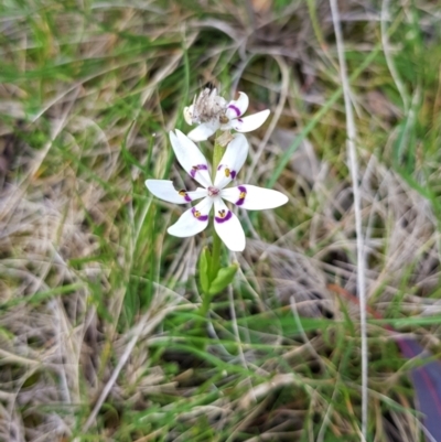 Wurmbea dioica subsp. dioica (Early Nancy) at Throsby, ACT - 29 Sep 2022 by HappyWanderer