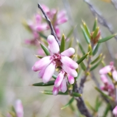 Lissanthe strigosa subsp. subulata (Peach Heath) at Goorooyarroo NR (ACT) - 29 Sep 2022 by HappyWanderer