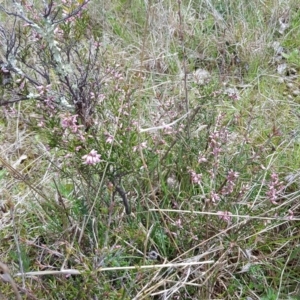 Lissanthe strigosa subsp. subulata at Throsby, ACT - 29 Sep 2022