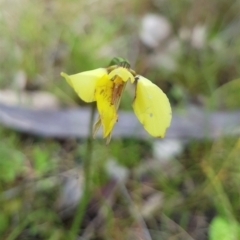 Diuris chryseopsis (Golden Moth) at Throsby, ACT - 29 Sep 2022 by HappyWanderer