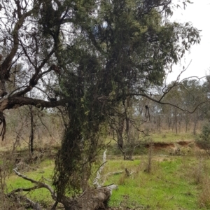 Clematis leptophylla at Throsby, ACT - 29 Sep 2022 11:14 AM