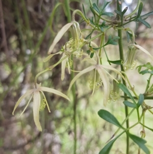 Clematis leptophylla at Throsby, ACT - 29 Sep 2022 11:14 AM