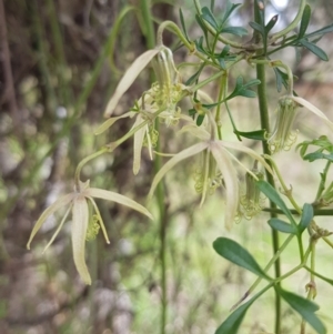 Clematis leptophylla at Throsby, ACT - 29 Sep 2022