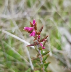 Lissanthe strigosa subsp. subulata (Peach Heath) at Goorooyarroo NR (ACT) - 29 Sep 2022 by HappyWanderer