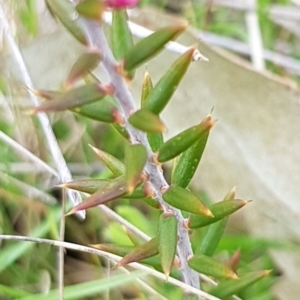 Lissanthe strigosa subsp. subulata at Throsby, ACT - 29 Sep 2022