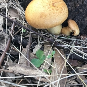 Gymnopilus junonius at Molonglo Valley, ACT - 9 Jun 2022