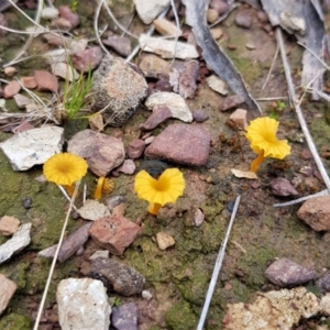 Unidentified Fungus (TBC) at suppressed by HappyWanderer