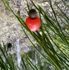 Exocarpos cupressiformis (Cherry Ballart) at Black Mountain - 22 Sep 2022 by Wendyp5