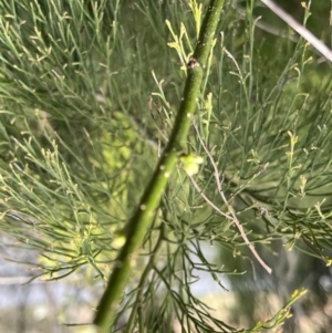 Exocarpos cupressiformis at O'Connor, ACT - 22 Sep 2022