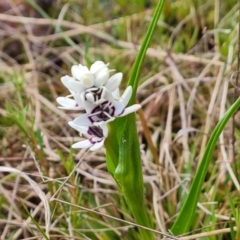 Wurmbea dioica subsp. dioica (Early Nancy) at Isaacs, ACT - 29 Sep 2022 by Mike