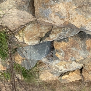 Intellagama lesueurii howittii at Coombs, ACT - 29 Sep 2022 04:47 PM