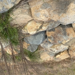 Intellagama lesueurii howittii at Coombs, ACT - 29 Sep 2022 04:47 PM