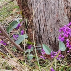 Hardenbergia violacea at Gundaroo, NSW - 29 Sep 2022