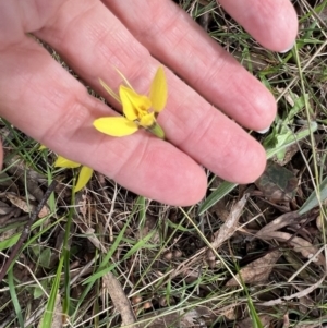 Diuris chryseopsis at Kaleen, ACT - suppressed