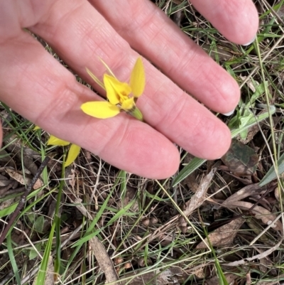 Diuris chryseopsis (Golden Moth) at Kaleen, ACT - 23 Sep 2022 by Wendyp5