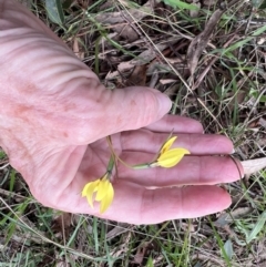 Diuris chryseopsis at Kaleen, ACT - suppressed