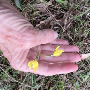 Diuris chryseopsis at Kaleen, ACT - 23 Sep 2022