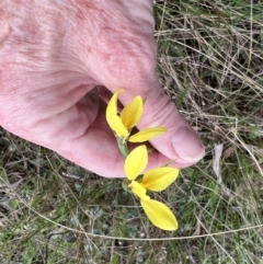 Diuris chryseopsis at Kaleen, ACT - suppressed