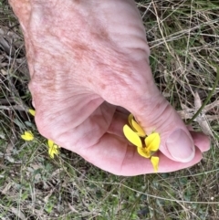 Diuris chryseopsis at Kaleen, ACT - suppressed