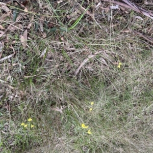 Diuris chryseopsis at Kaleen, ACT - suppressed